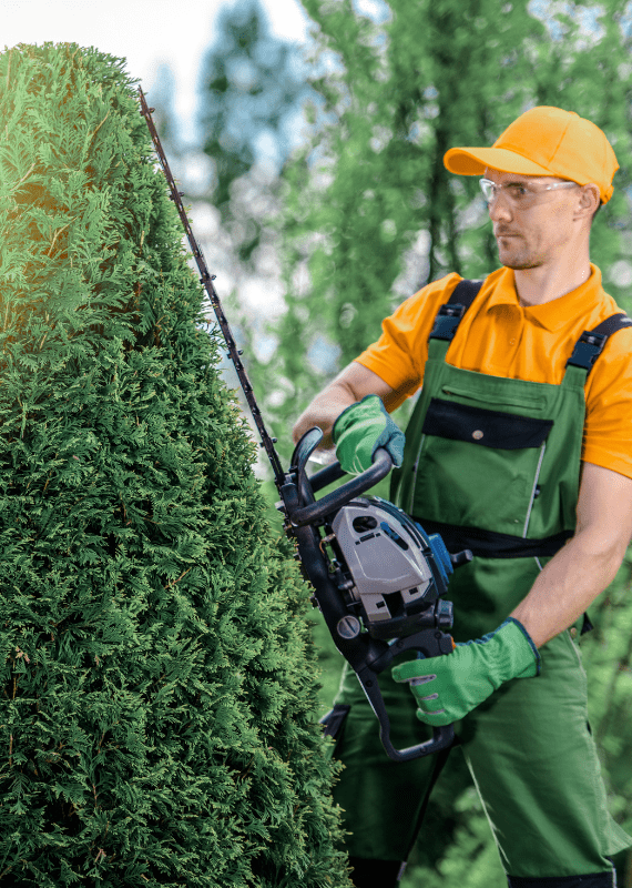 jawanda group Hedge Trimming services in lower mainland bc